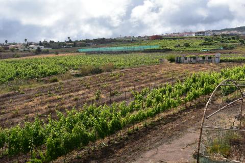 Sector vitivinícola en Tenerife / CanariasNoticias.es