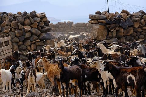 Cabras de Fuerteventura / CanariasNoticias.es