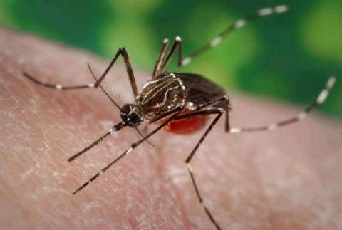 mosquito Aedes aegypti