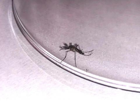 mosquito Aedes aegypti 