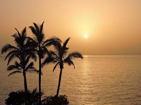 / Klajdi Prifti (Pixabay) palmeras al atardecer
