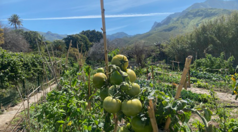 EcoHuerto de Agaete / CanariasNoticias.es