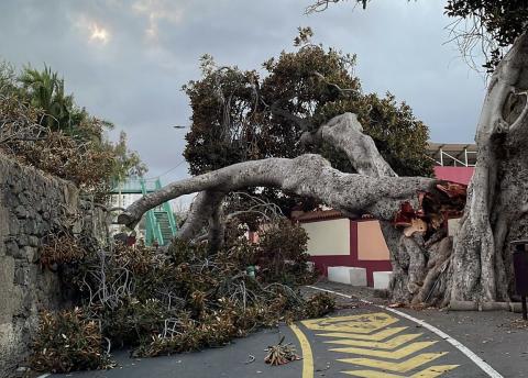 Cae el "Árbol Bonito" de San Juan 