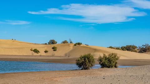 Reserva Especial de las Dunas de Maspalomas / CanariasNoticias.es 