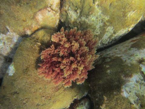 Alga invasora Asparagopsis taxiformis en aguas costeras