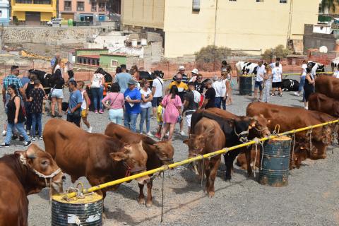 Feria de Ganado en Gáldar / CanariasNoticias.es 