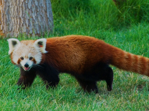 Panda rojo