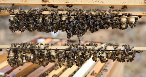 Abejas negras canaria / CanariasNoticias.es 