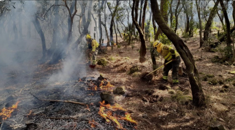 Incendio forestal en Tenerife / CanariasNoticias.es 