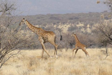 Giraffe Conservation Foundation / Eckart Demasius