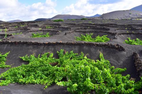 Viñas en Lanzarote / CanariasNoticias.es 