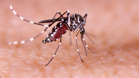 Mosquito Aedes albopictus / CanariasNoticias.es