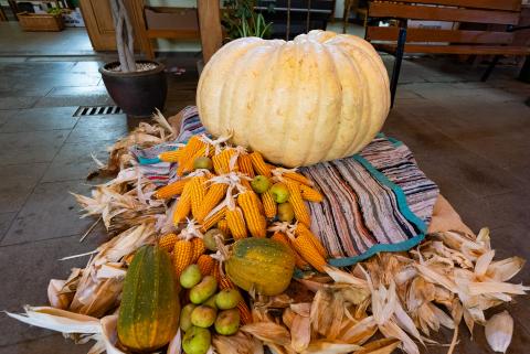 Calabaza gigante de Valleseco / CanariasNoticias.es 