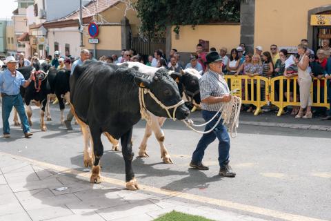 Feria de Ganado en Valsequillo / CanariasNoticias.es 