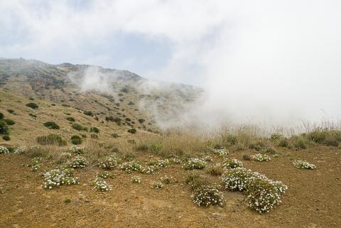 Captadores de niebla / CanariasNoticias.es 