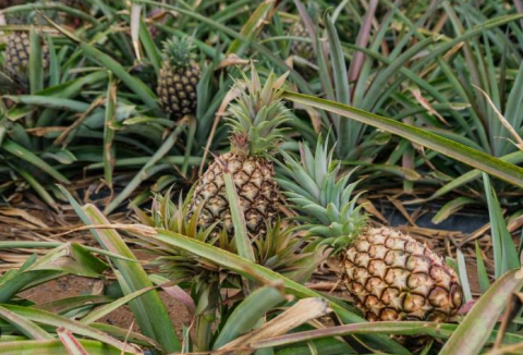 Piñas de El Hierro / CanariasNoticias.es 