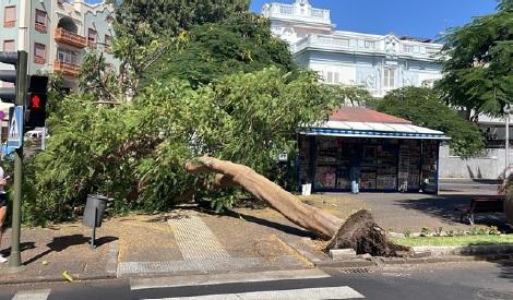 Caída de árbol en Santa Cruz / CanariasNoticias.es 