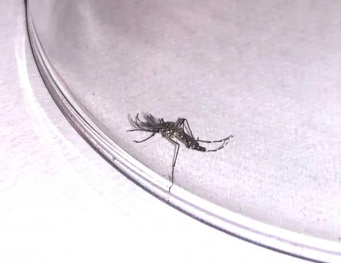 Mosquito Aedes aegypti / CanariasNoticias.es