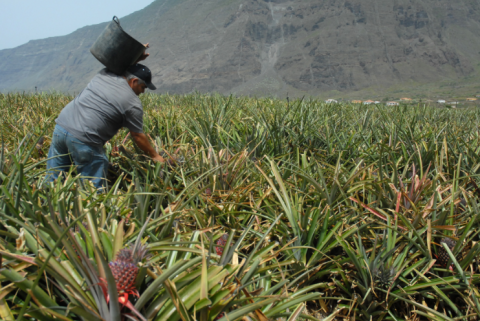 Piñas de El Hierro