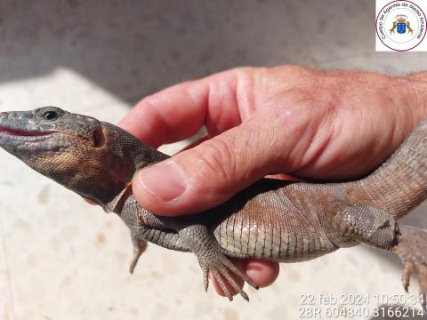 Lagarto gigante de Gran Canaria / CanariasNoticias.es 