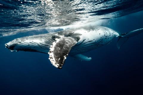 Ballena bajo el mar