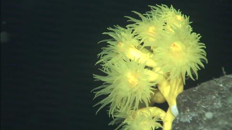 coral amarillo Dendrophyllia cornigera