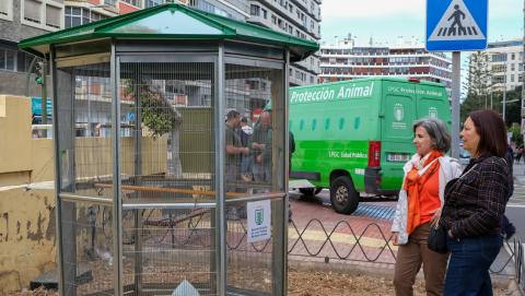 Pajareras para palomas / CanariasNoticias.es 