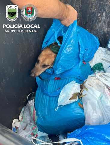 Perro abandonado en contenedor