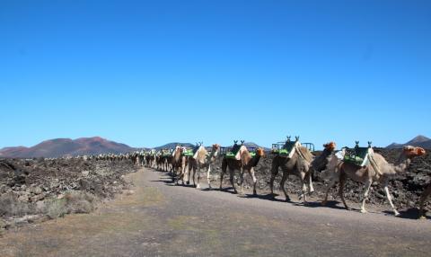Camellos en Yaiza, Lanzarote/ canariasnoticias.es