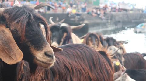 Baño de las Cabras en el Mar / CanariasNoticias.es 