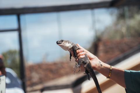 Lagarto gigante de La Gomera / CanariasNoticias.es 