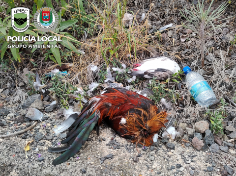 Aves aparecidas en Tenoya 