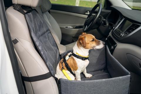 Perro viajando en coche 