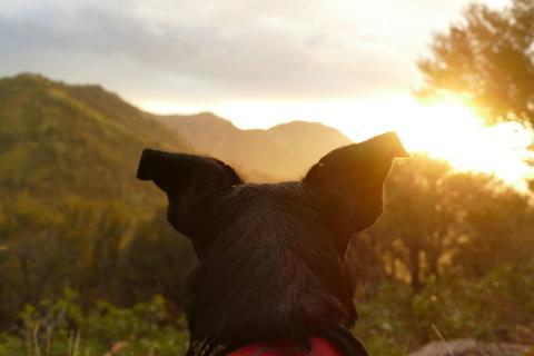 Perro de espalda