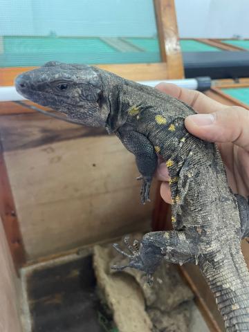 Lagarto gigante de El Hierro / CanariasNoticias.es 