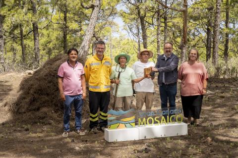 Gran Canaria Mosaico al oficio tradicional de la recogida de pinocha 