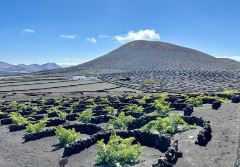 Cultivos de vid en Lanzarote 