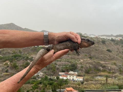 Lagarto gigante de Gran Canaria / CanariasNoticias.es 