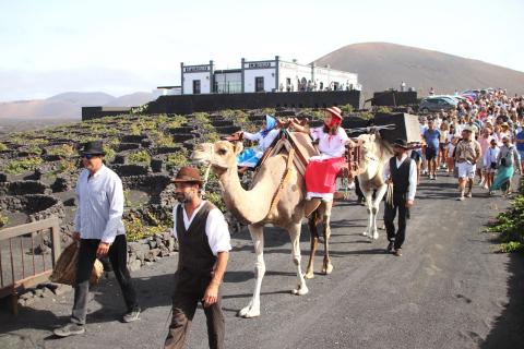 Vendimia tradicional en La Geria. Lanzarote/ canariasnoticias.es