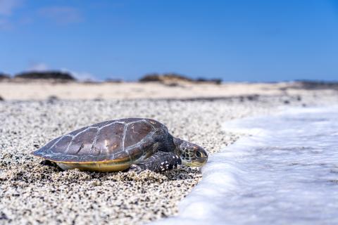 Suelta de tortuga / CanariasNoticias.es