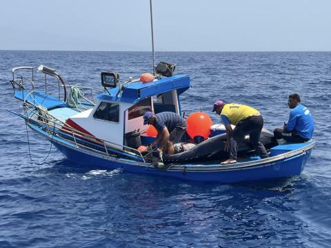 Pesca en El Hierro / CanariasNoticias.es 