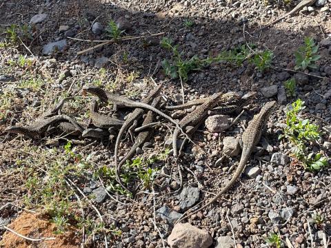Crías de Lagarto Gigante de El Hierro