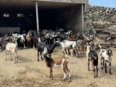 Explotación ganadera en El Hierro / CanariasNoticias