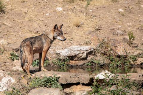 Lobo ibérico