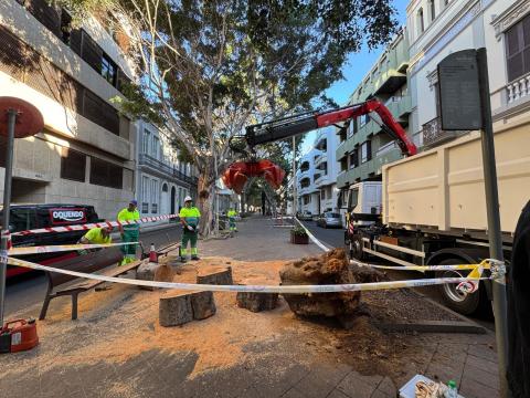 Caída de árbol en Santa Cruz / CanariasNoticias