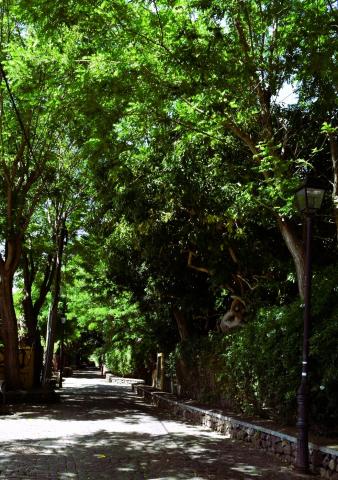 Paseo de Las Acacias / CanariasNoticias 