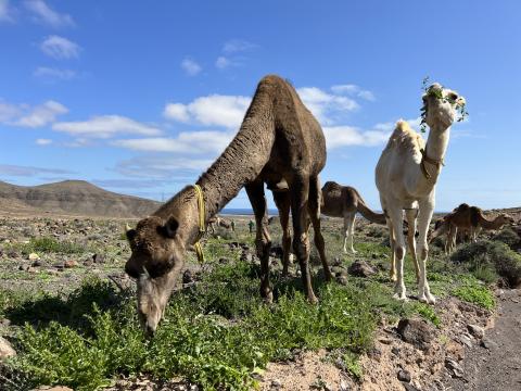 Camellos