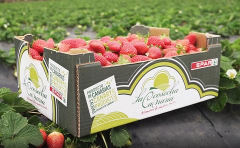 Fresas de Valsequillo en Spar Gran Canaria 