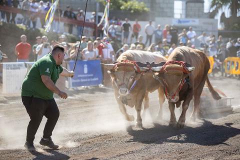 Concurso de Arrastre de Ganado