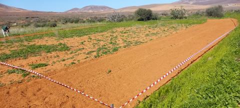 Plantación de centeno